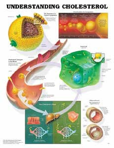 Charts on Healthy Weight, Healthy Eating, and Cholesterol